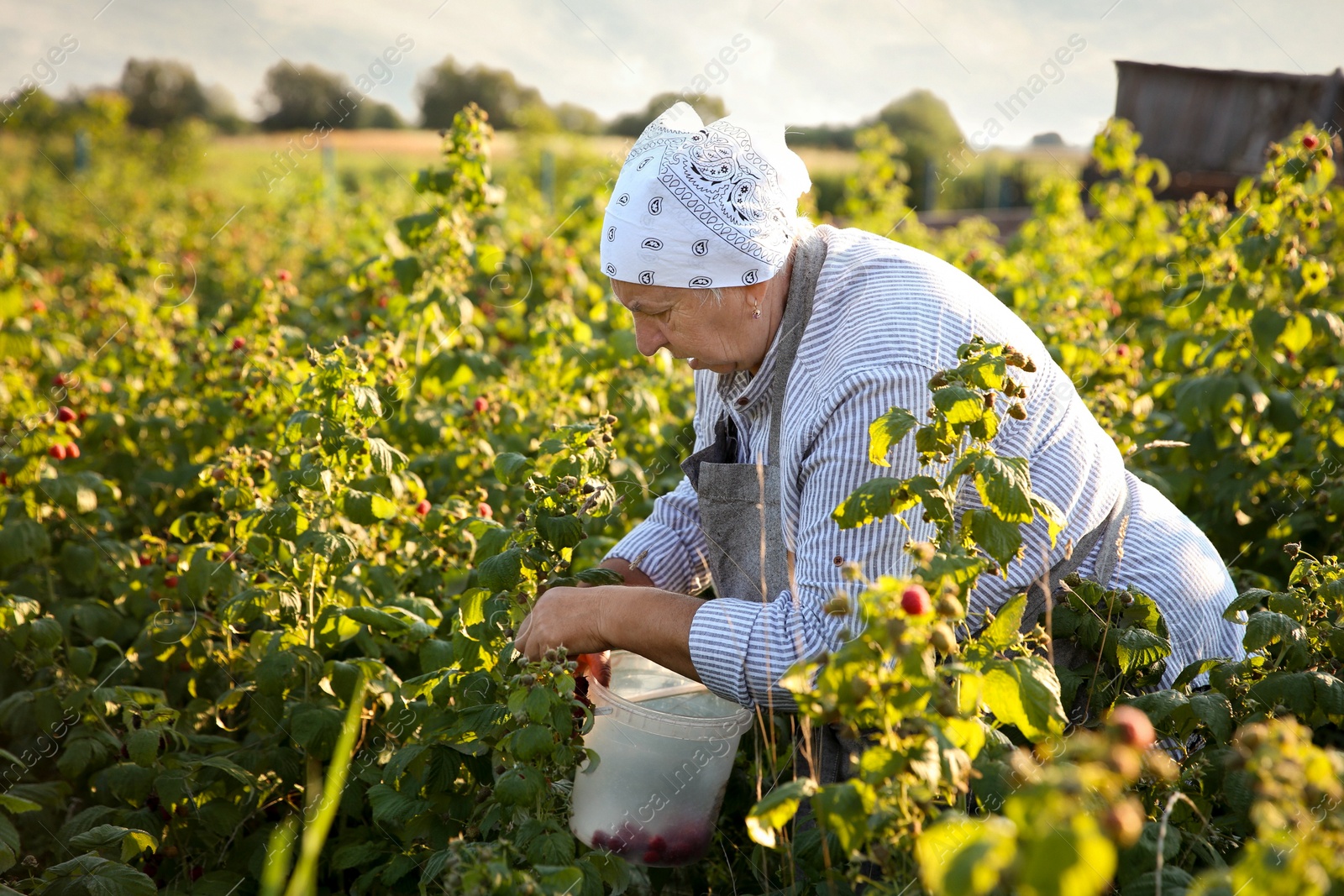 Photo of Senior farmer picking fresh ripe raspberries outdoors