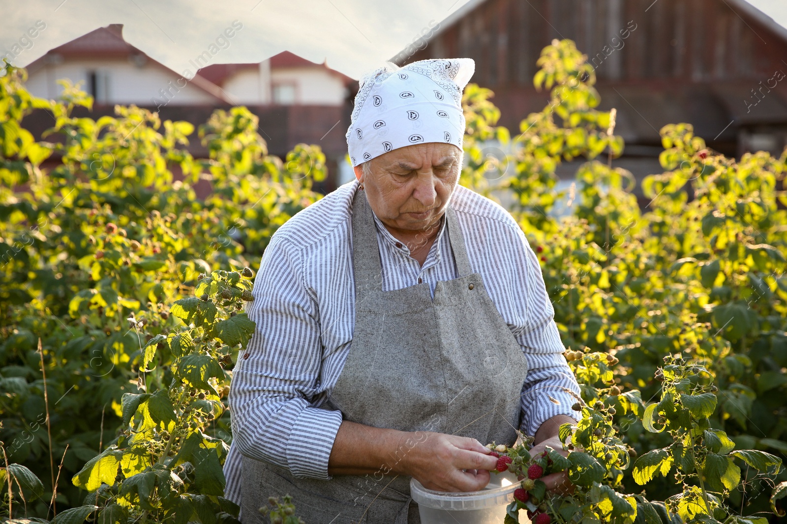 Photo of Senior farmer picking fresh ripe raspberries outdoors