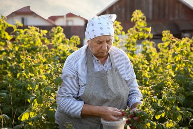 Senior farmer picking fresh ripe raspberries outdoors