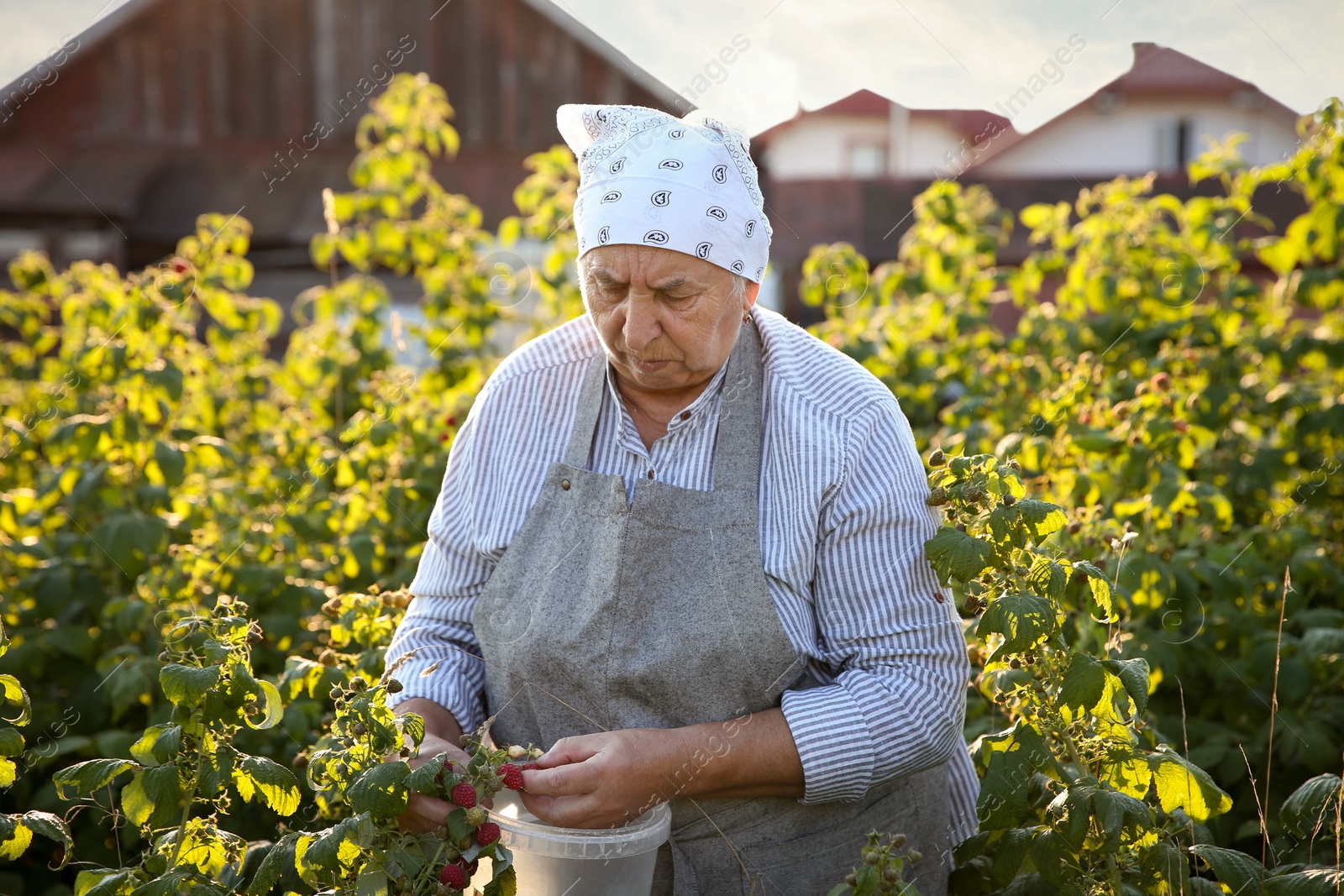 Photo of Senior farmer picking fresh ripe raspberries outdoors