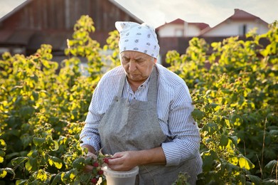 Photo of Senior farmer picking fresh ripe raspberries outdoors