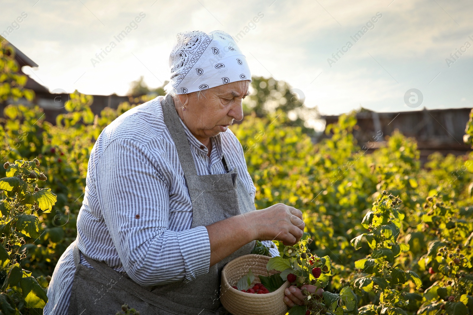 Photo of Senior farmer picking fresh ripe raspberries outdoors