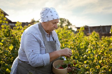 Senior farmer picking fresh ripe raspberries outdoors