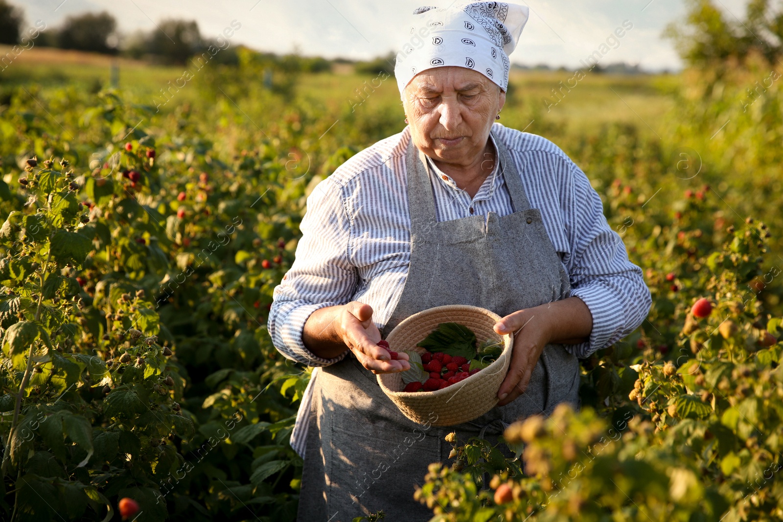 Photo of Senior farmer picking fresh ripe raspberries outdoors