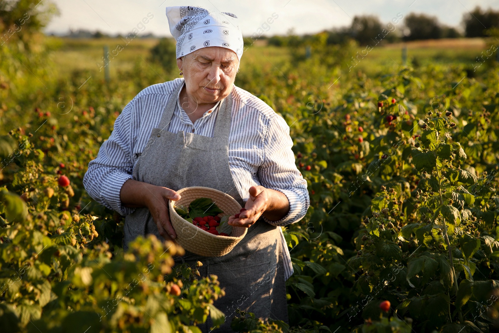 Photo of Senior farmer picking fresh ripe raspberries outdoors