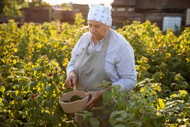 Photo of Senior farmer picking fresh ripe raspberries outdoors