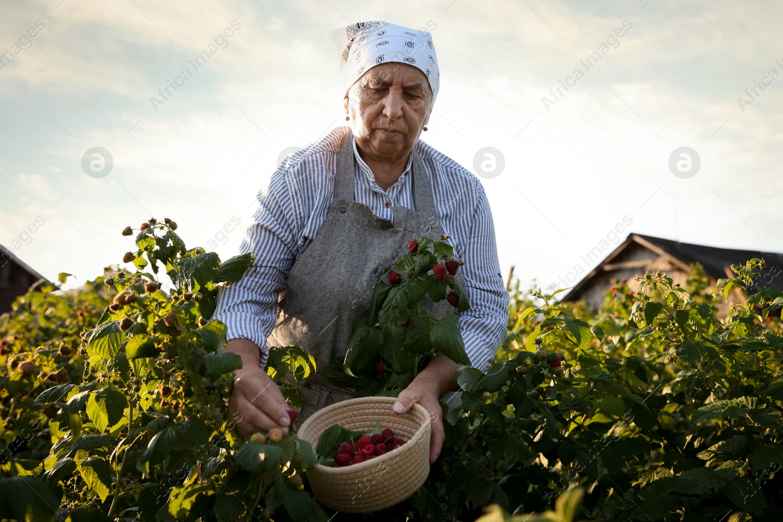 Photo of Senior farmer picking fresh ripe raspberries outdoors