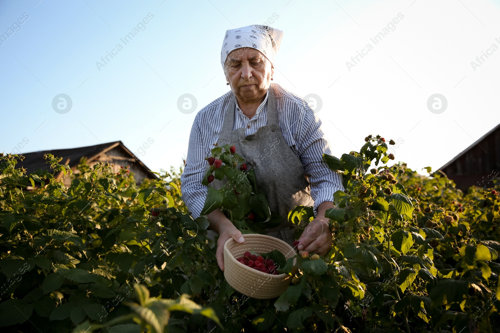 Photo of Senior farmer picking fresh ripe raspberries outdoors