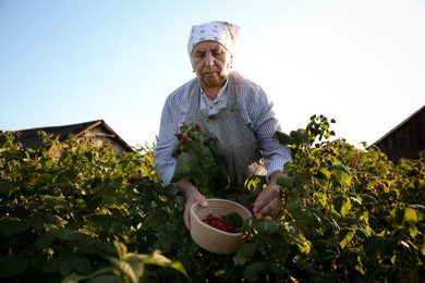 Photo of Senior farmer picking fresh ripe raspberries outdoors