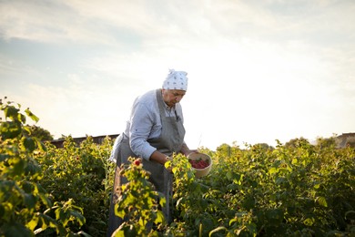 Photo of Senior farmer picking fresh ripe raspberries outdoors