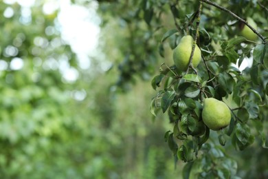 Photo of Ripe pears growing on tree in garden, closeup. Space for text