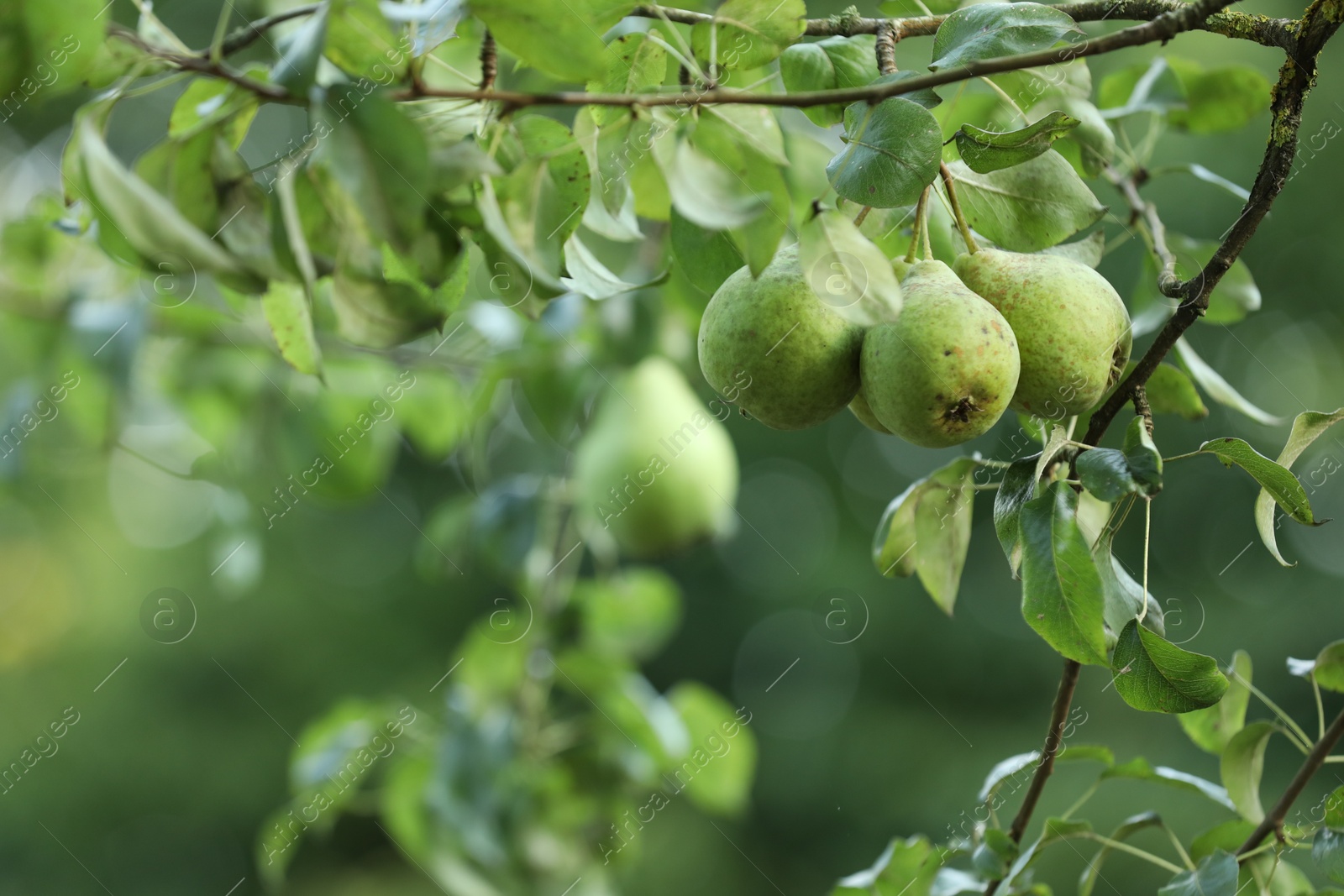 Photo of Ripe pears growing on tree in garden, closeup