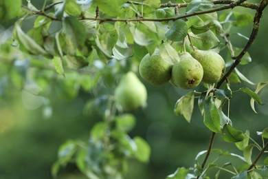 Photo of Ripe pears growing on tree in garden, closeup