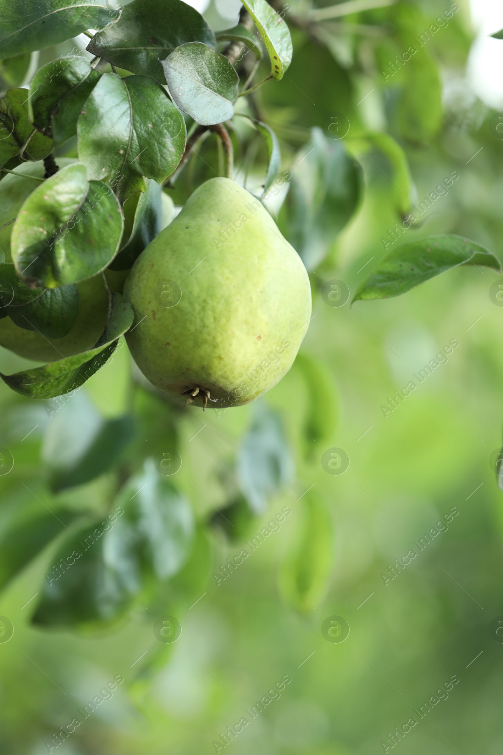 Photo of Ripe pears growing on tree in garden, closeup