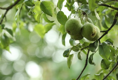 Photo of Ripe pears growing on tree in garden, space for text