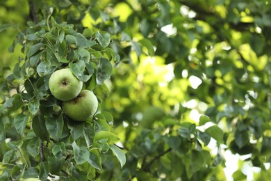 Photo of Ripe pears growing on tree in garden, space for text