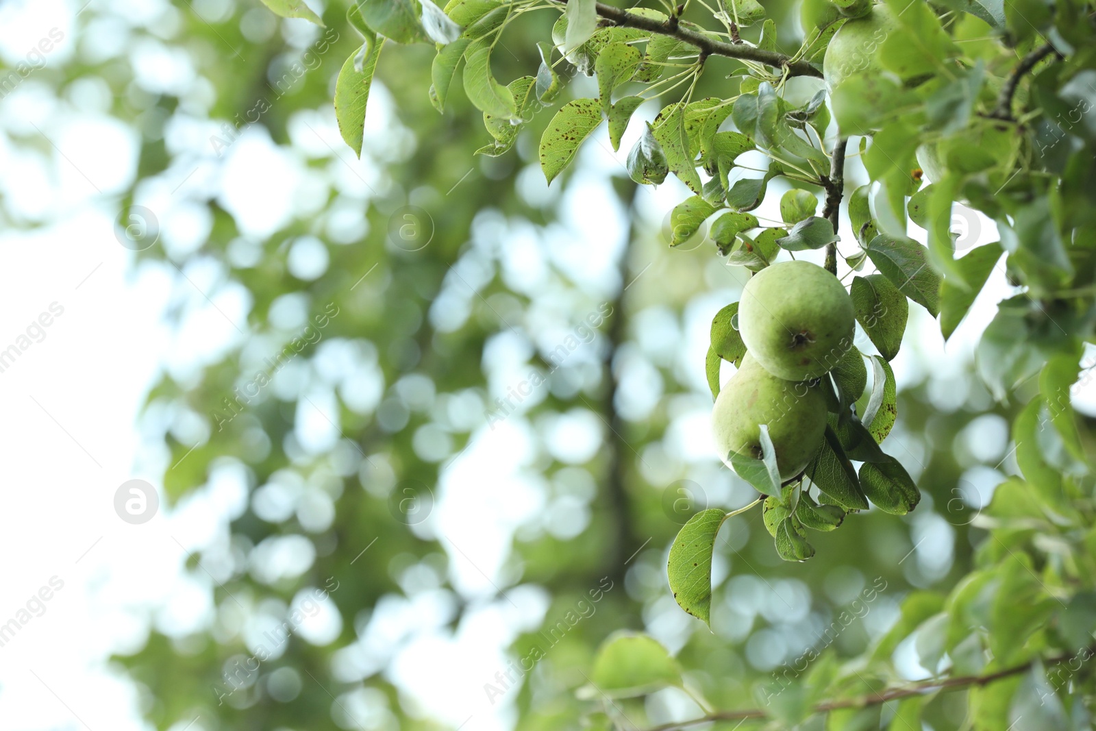 Photo of Ripe pears growing on tree in garden, space for text