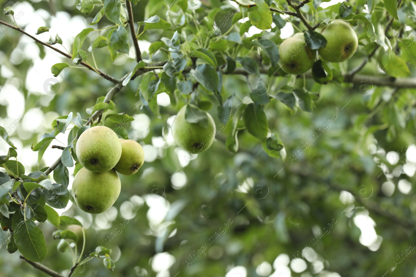 Photo of Ripe pears growing on tree in garden