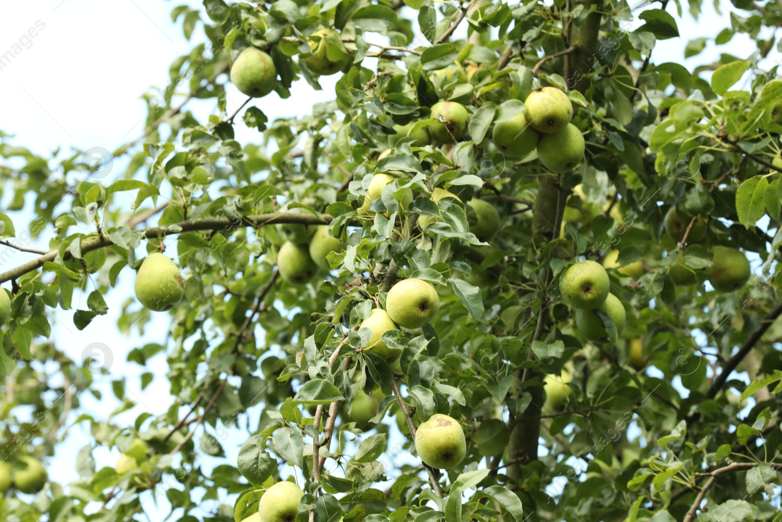 Photo of Ripe pears growing on tree in garden, low angle view