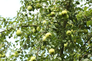 Photo of Ripe pears growing on tree in garden, low angle view