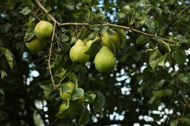 Ripe pears growing on tree in garden