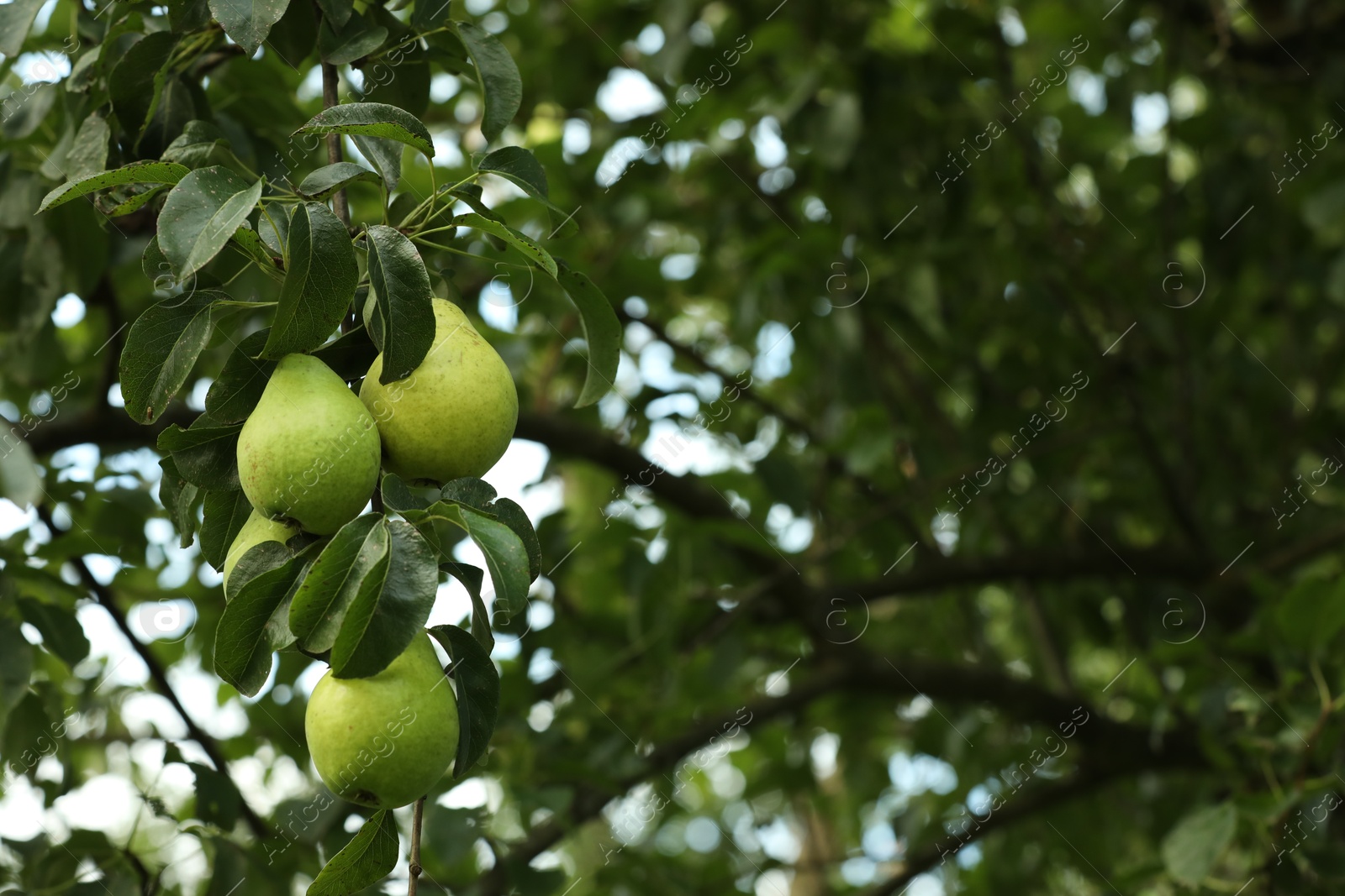 Photo of Ripe pears growing on tree in garden. Space for text