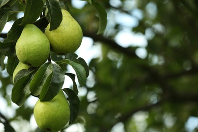 Photo of Ripe pears growing on tree in garden, closeup. Space for text