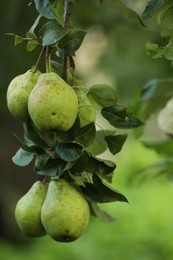 Photo of Ripe pears growing on tree in garden, closeup