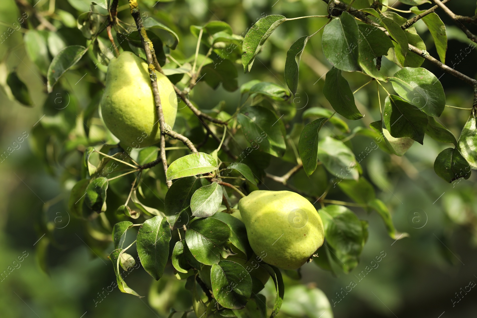 Photo of Ripe pears growing on tree in garden, closeup