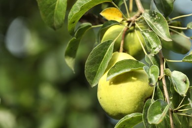 Photo of Ripe pears growing on tree in garden, closeup