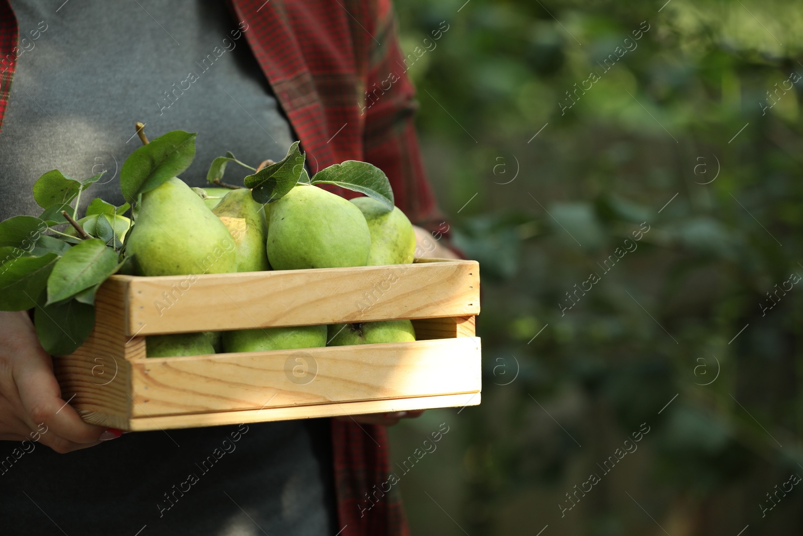 Photo of Woman holding wooden crate of ripe pears outdoors, closeup. Space for text