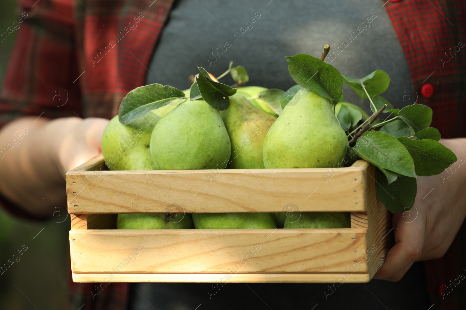 Photo of Woman holding wooden crate of ripe pears outdoors, closeup