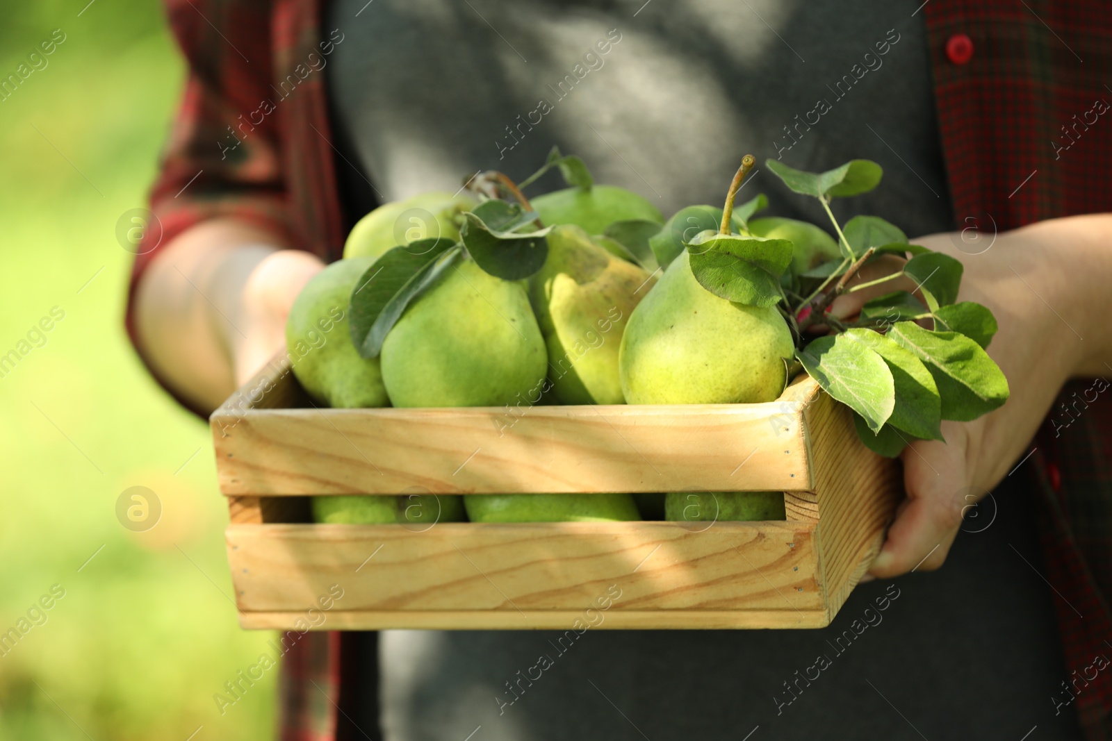 Photo of Woman holding wooden crate of ripe pears outdoors, closeup