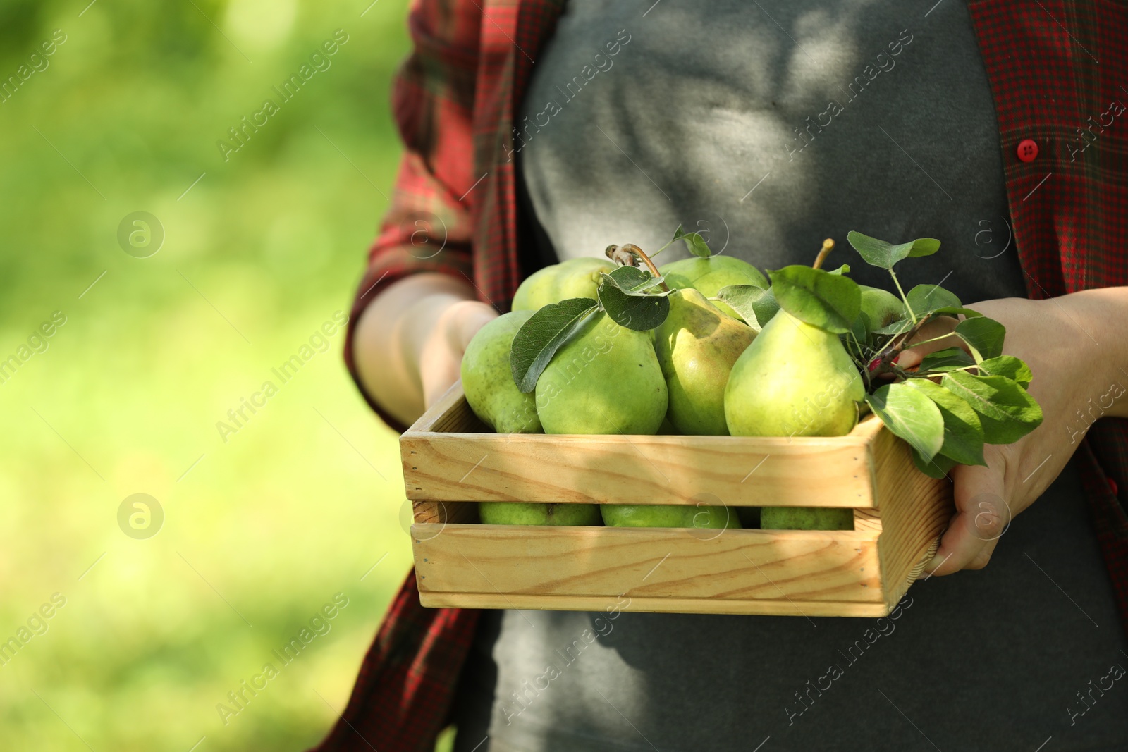 Photo of Woman holding wooden crate of ripe pears outdoors, closeup