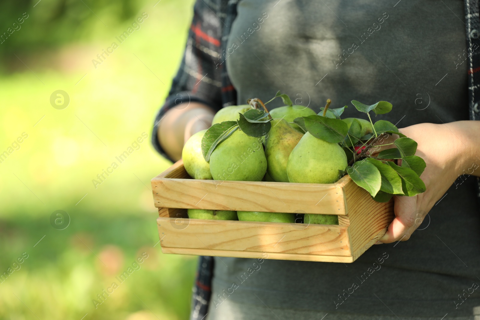 Photo of Woman holding wooden crate of ripe pears outdoors, closeup