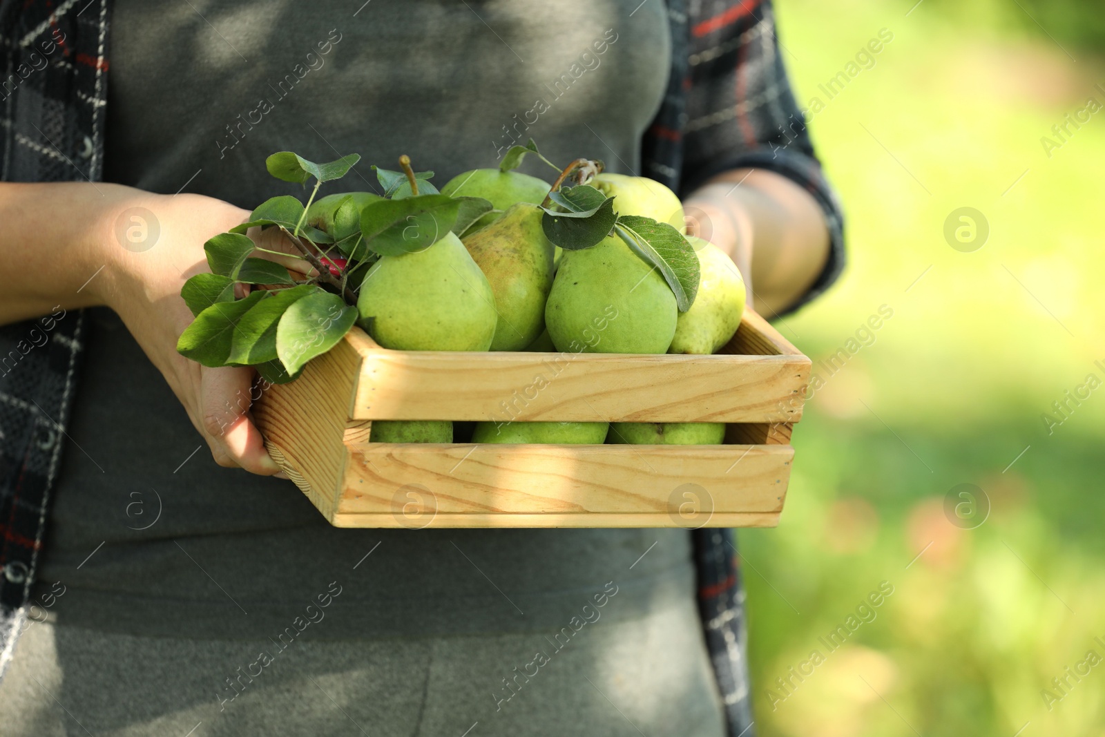 Photo of Woman holding wooden crate of ripe pears outdoors, closeup