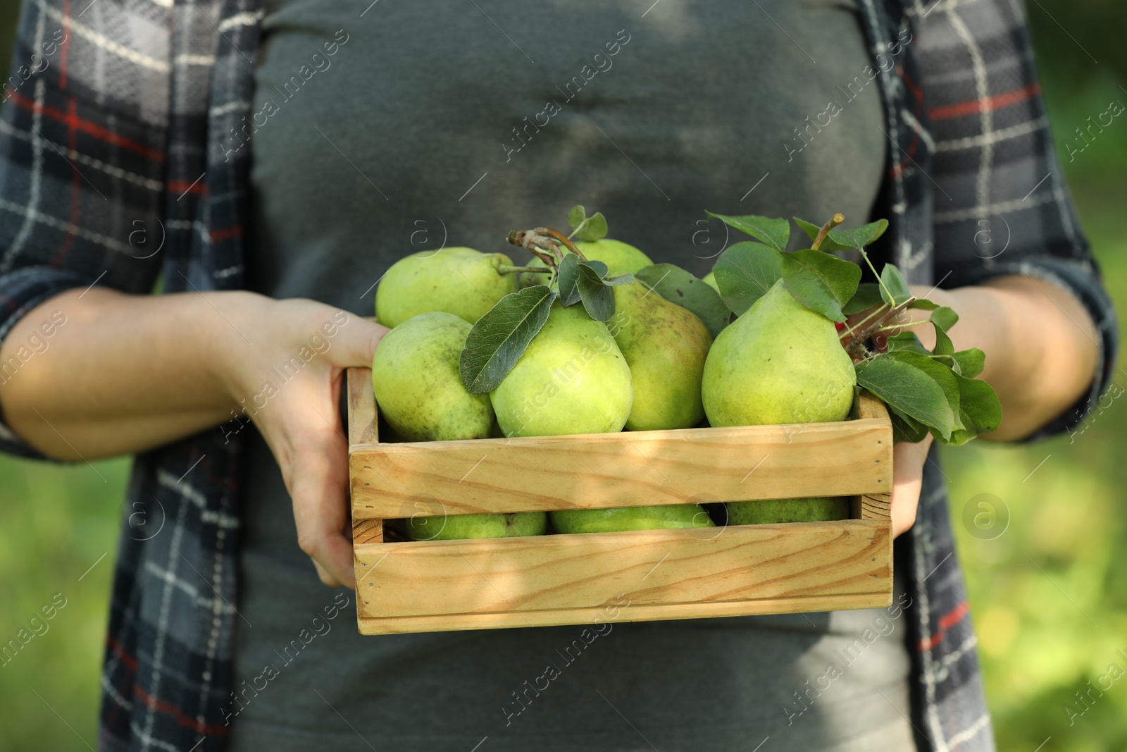 Photo of Woman holding wooden crate of ripe pears outdoors, closeup