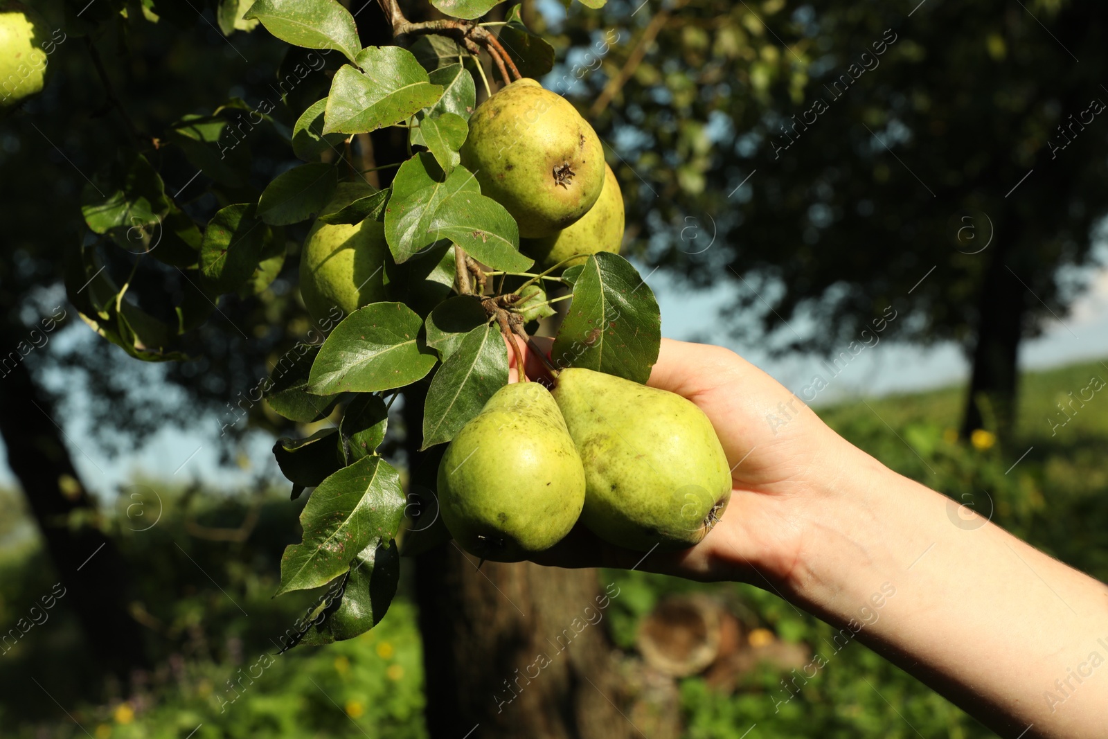 Photo of Woman picking ripe pears from tree in garden, closeup