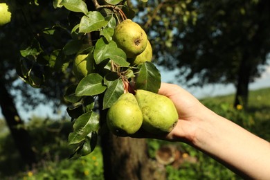 Photo of Woman picking ripe pears from tree in garden, closeup