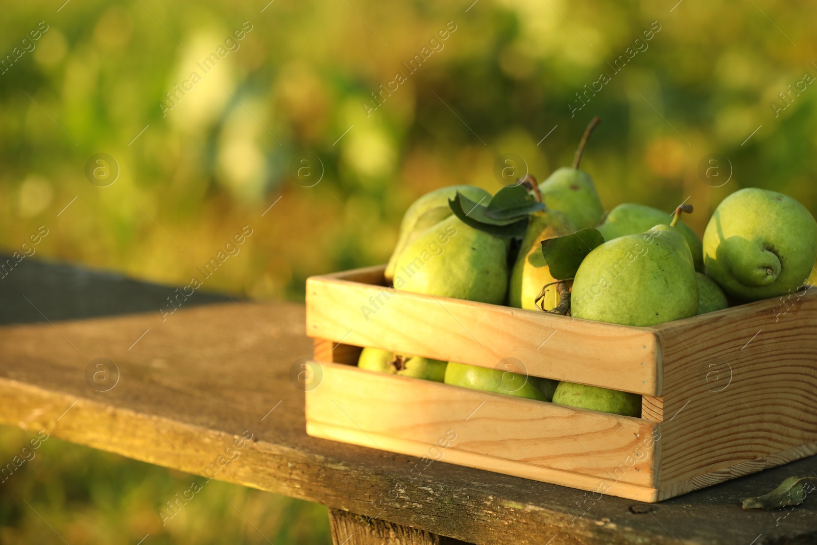 Photo of Ripe pears with leaves in crate on wooden surface outdoors, space for text