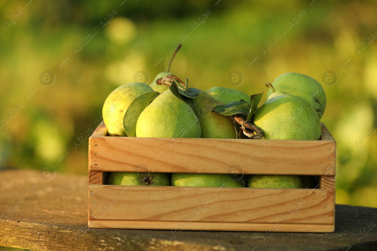 Photo of Ripe pears with leaves in crate on wooden table outdoors