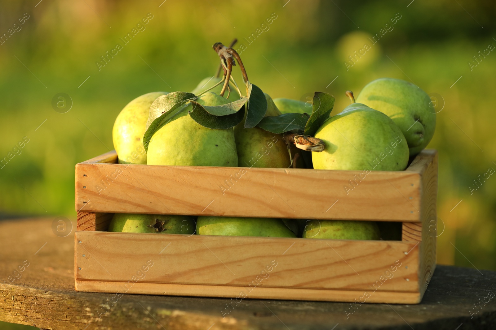 Photo of Ripe pears with leaves in crate on wooden table outdoors