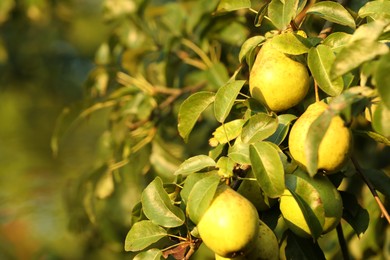 Photo of Ripe pears growing on tree in garden, closeup. Space for text