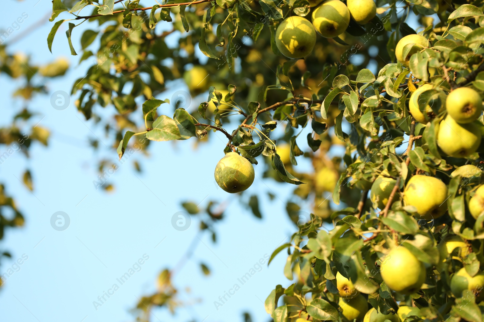 Photo of Ripe pears growing on tree in garden