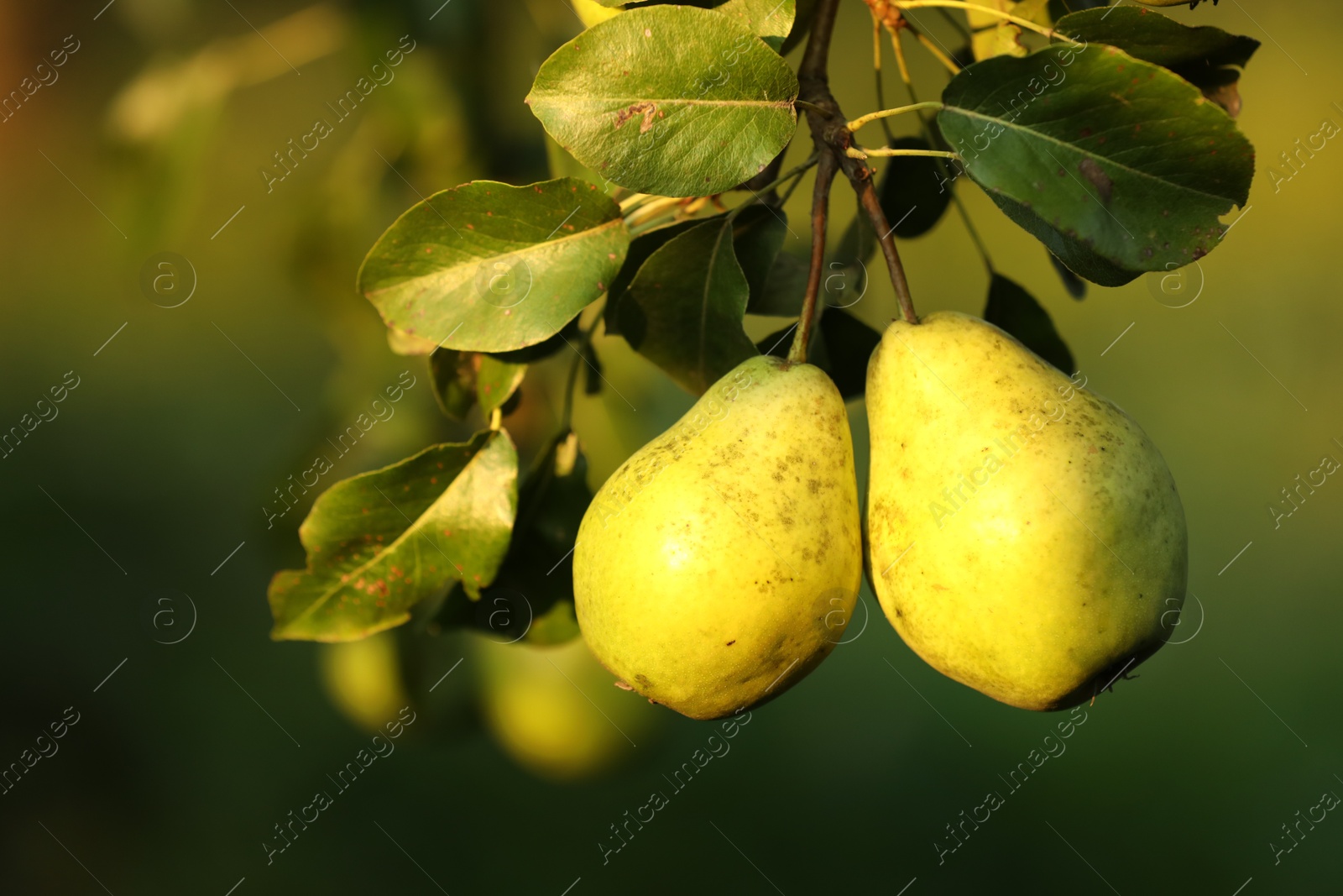 Photo of Ripe pears growing on tree in garden, closeup