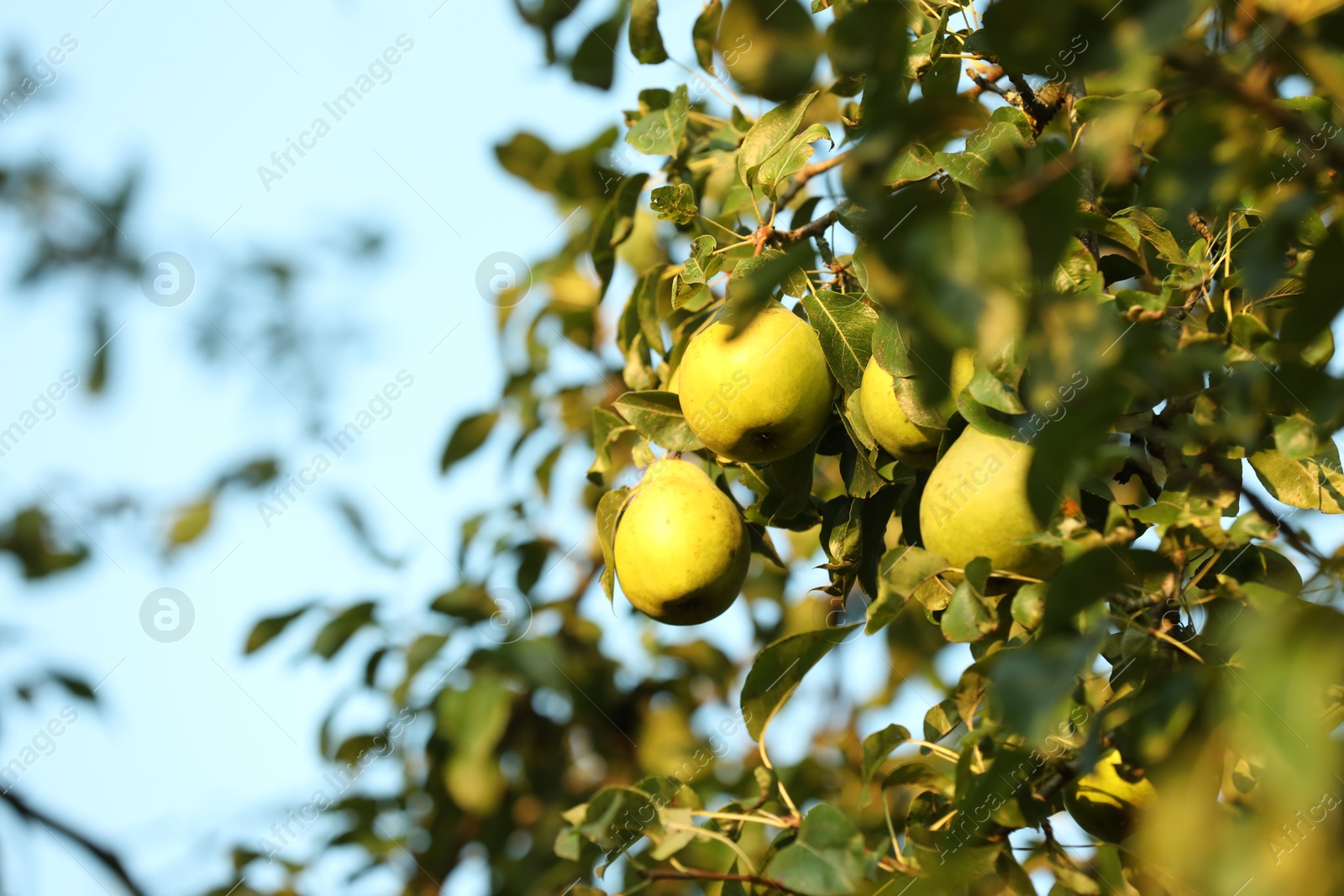 Photo of Ripe pears growing on tree in garden, low angle view. Space for text