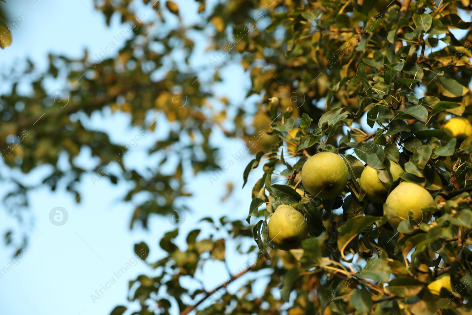 Photo of Ripe pears growing on tree in garden, low angle view. Space for text