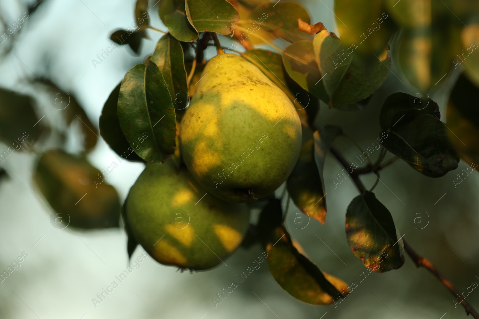 Photo of Ripe pears growing on tree in garden, closeup