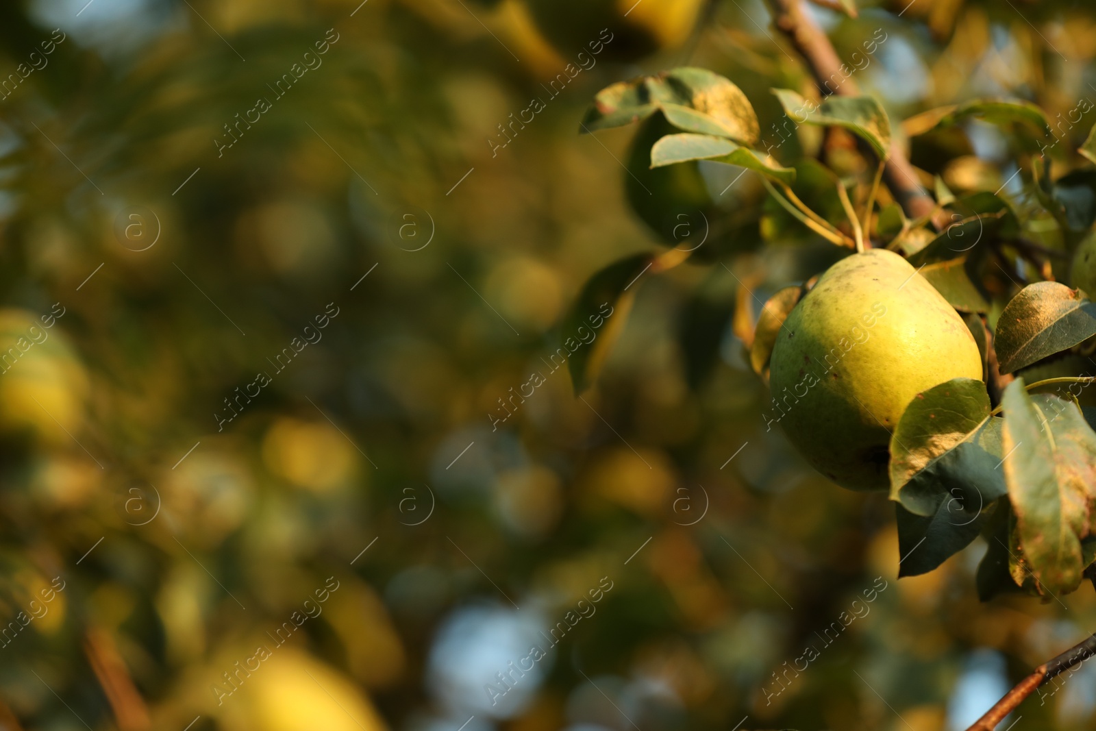 Photo of Ripe pears growing on tree in garden, closeup. Space for text