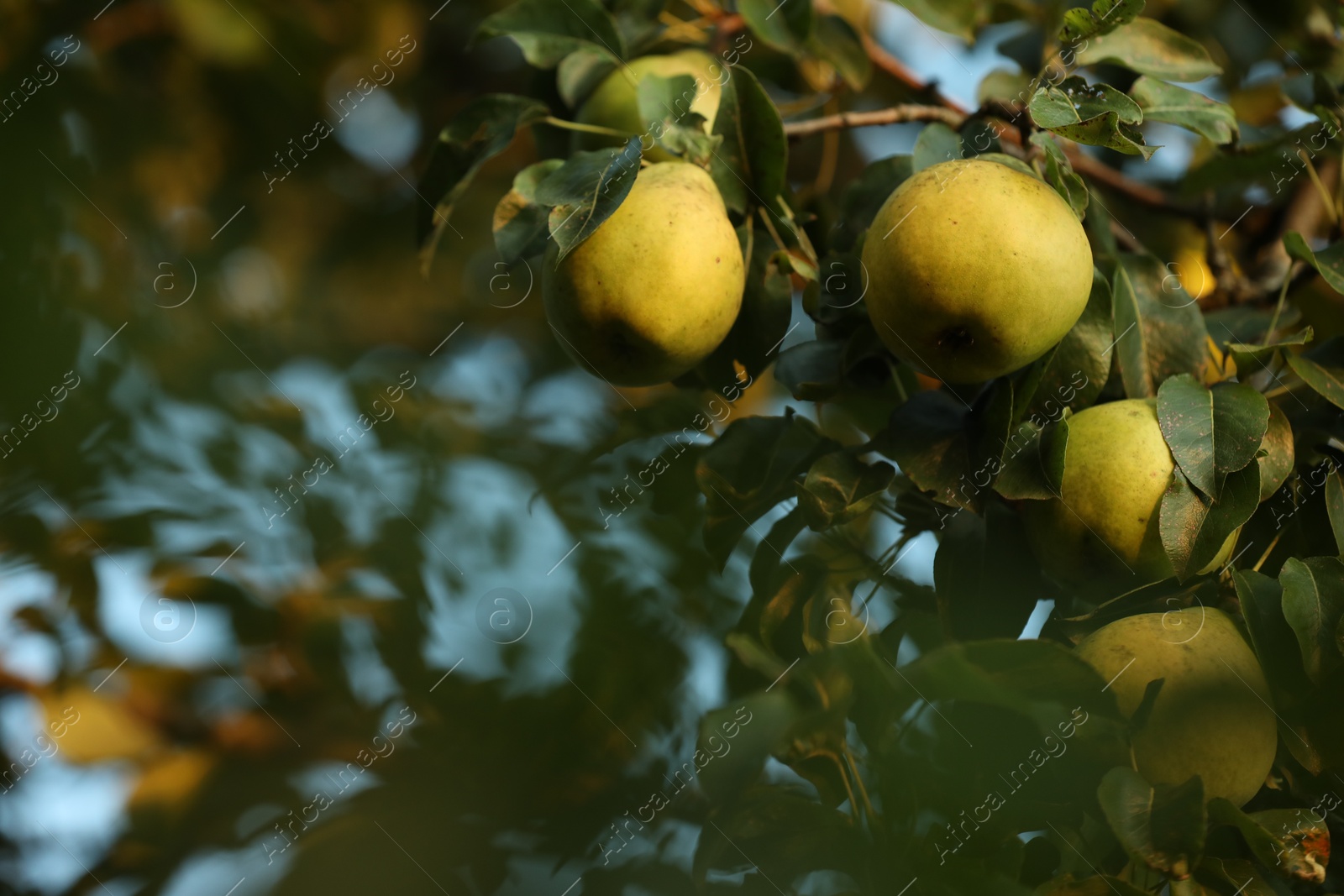 Photo of Ripe pears growing on tree in garden, closeup. Space for text